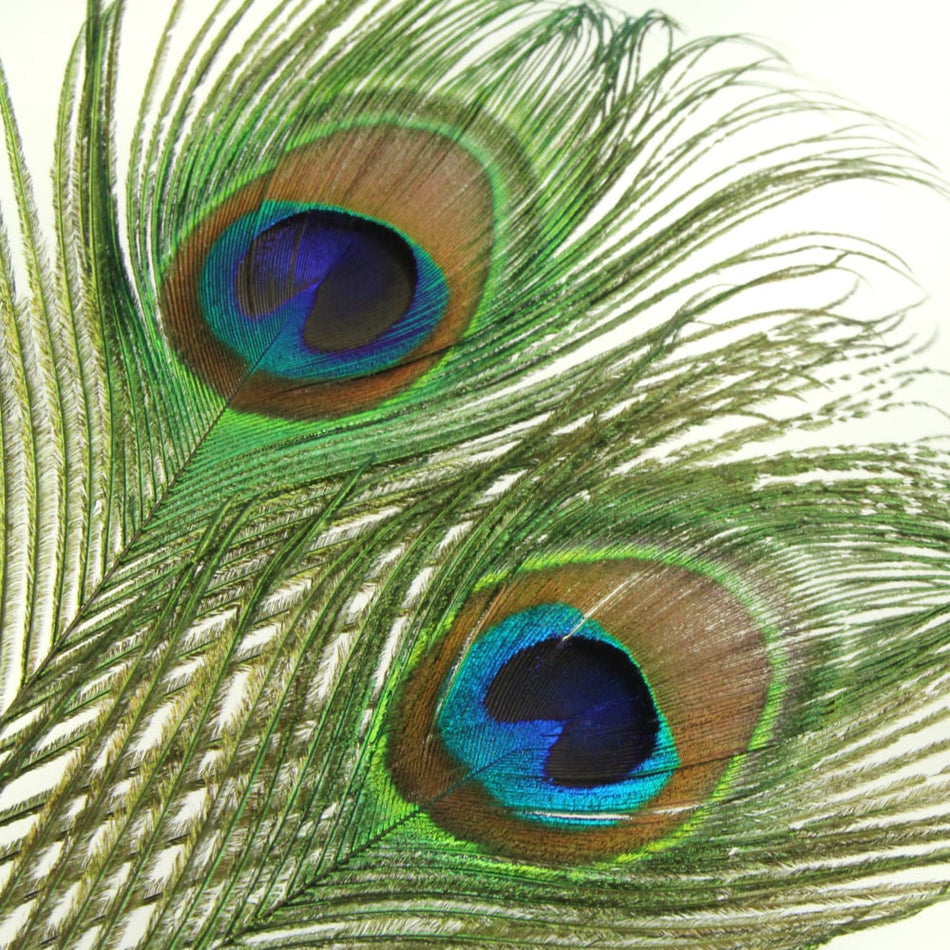 Peacock Eye Feather - Natural - Small Eyes, image size:950x950
