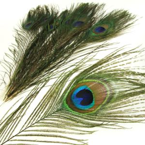 www.houseofadorn.com - Feather Peacock Eye - Natural 20-30cm - Small Eyes (Pack of 5)