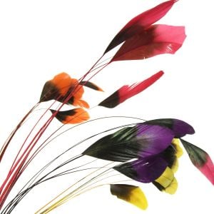 www.houseofadorn.com - Feather Stripped Coque Bunch of 6 - Black w Dyed Tips