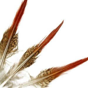 www.houseofadorn.com - Feather Pheasant Golden Tail w Natural Red Tips (Pack of 3) - 15-20cm