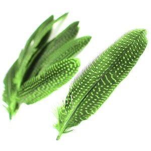 www.houseofadorn.com - Feather Guinea Fowl Quills (Pack of 10) - Apple Green
