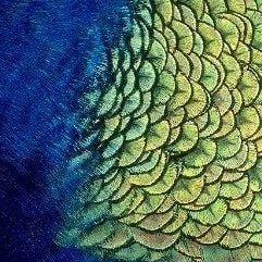 www.houseofadorn.com - Feather Peacock Plumage (Pack of 20)