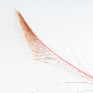 www.houseofadorn.com - Feather Peacock Sword (40-50cm) - Dyed Colours (Pack of 3) - Flamingo Pink