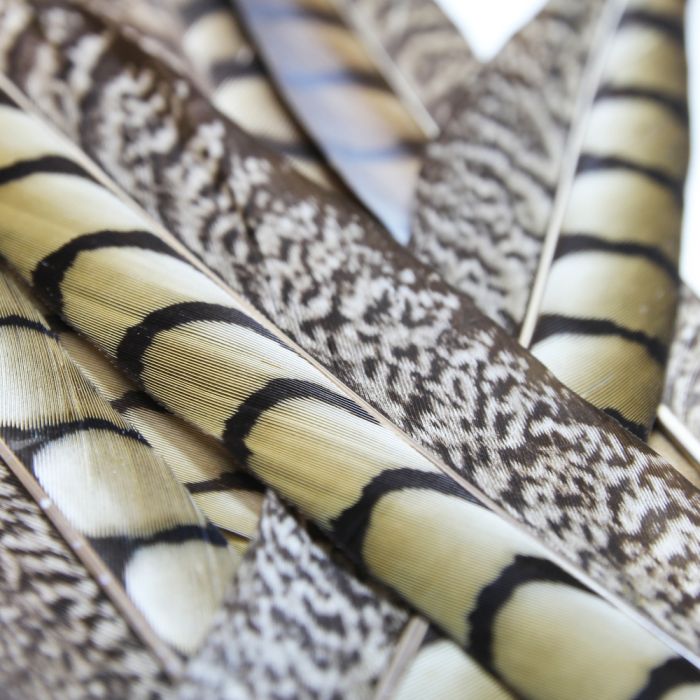 Feather Pheasant Lady Amherst Tail | House of Adorn