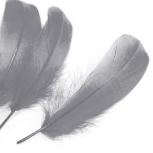 www.houseofadorn.com - Feather Goose Nagoire Hand Selected Loose (Pack of 24) - Grey