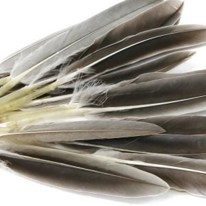 www.houseofadorn.com - Feather Goose Pointers - Small - Natural (Pack of 24)