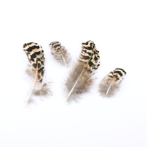 www.houseofadorn.com - Feather Peacock Plumage - Latte (Pack of 20)
