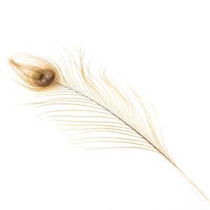 www.houseofadorn.com - Feather Peacock Eye (20-30cm) - Dyed Colours (Pack of 3) - Camel Brown