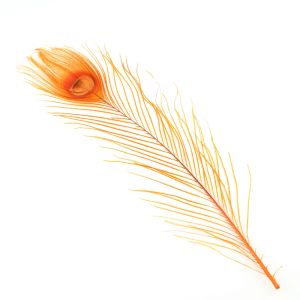 www.houseofadorn.com - Feather Peacock Eye (20-30cm) - Dyed Colours (Pack of 3) - Orange
