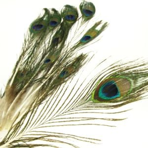 www.houseofadorn.com - Feather Peacock Eye - Natural 10-20cm - Miniature Eyes (Pack of 10)