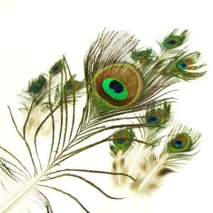 www.houseofadorn.com - Feather Peacock Eye - Natural 5-15cm - Baby Eyes (Pack of 10)