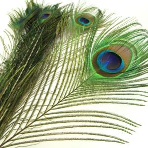 www.houseofadorn.com - Feather Peacock Eye - Natural 80-90cm - Large Eyes (Pack of 5)