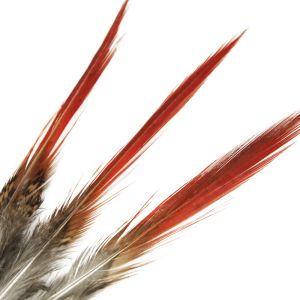 www.houseofadorn.com - Feather Pheasant Golden Tail w Natural Red Tips (Pack of 3) - 5-10cm