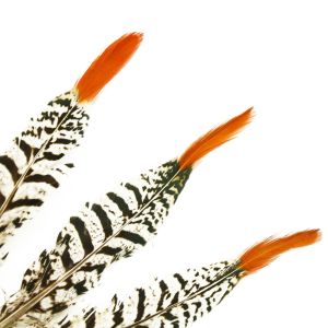 www.houseofadorn.com - Feather Pheasant Lady Amherst w Natural Red Tips (Pack of 3) - 25-30cm