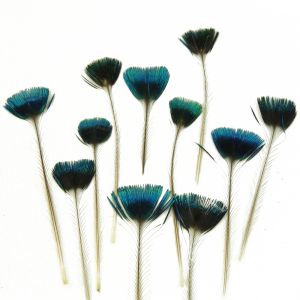 www.houseofadorn.com - Feather Peacock Crest Corona Crown Feathers (Pack of 20)