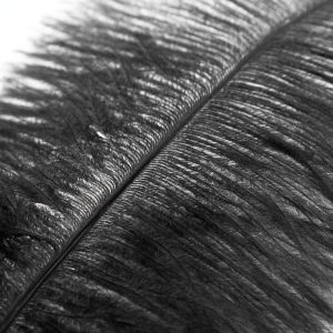 www.houseofadorn.com - Feather Ostrich Plume 40-50cm - Black (Seconds)