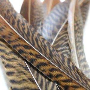 www.houseofadorn.com - Feather Pheasant Golden Tail
