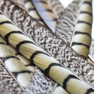 www.houseofadorn.com - Feather Pheasant Lady Amherst Tail