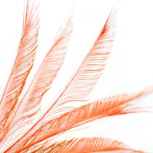 www.houseofadorn.com - Feather Peacock Sword (30-40cm) - Dyed Colours (Pack of 3) - Orange