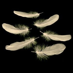 www.houseofadorn.com - Feather Goose Nagoire Hand Selected Loose (Pack of 24) - Blush