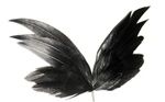 www.houseofadorn.com - Feather Angel Wings Mount - Black