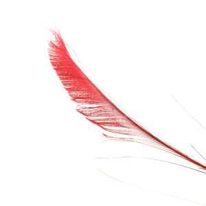 www.houseofadorn.com - Feather Peacock Sword (40-50cm) - Dyed Colours (Pack of 3) - Red